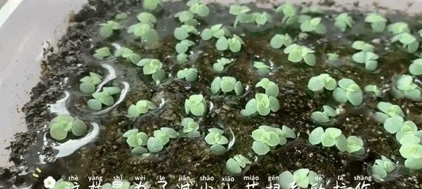 花卉种子移苗有哪些技术要点？移苗过程中应注意什么？