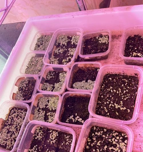 花卉种子移苗有哪些技术要点？移苗过程中应注意什么？