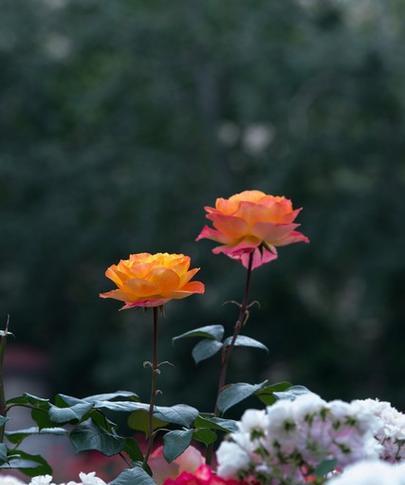 适合露天阳台的花卉有哪些？它们的养护要点是什么？