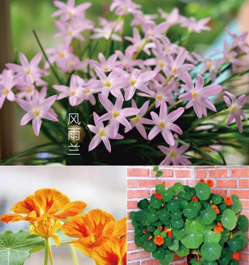 适合露天阳台的花卉有哪些？它们的养护要点是什么？