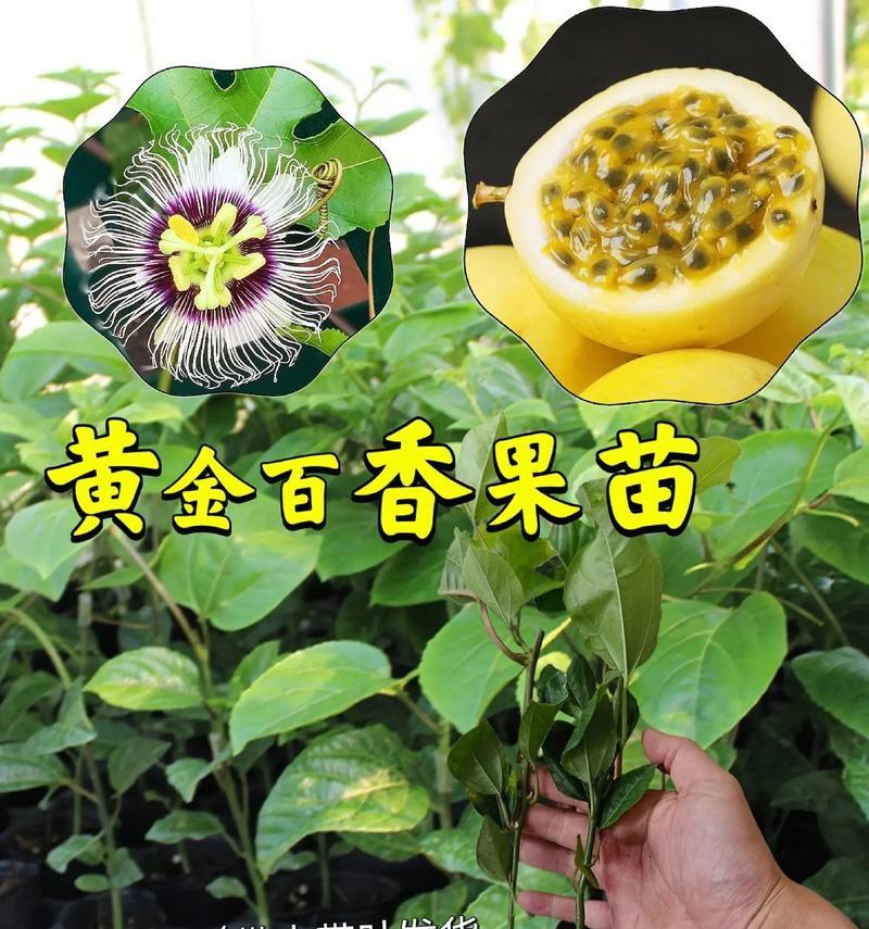 盆栽百香果的种植方法是什么？需要注意什么？