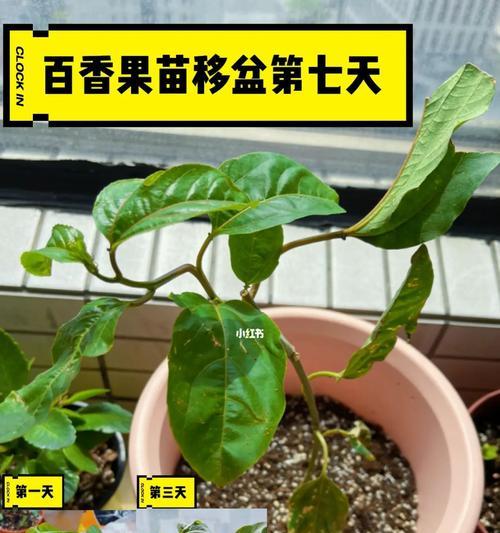 盆栽百香果的种植方法是什么？需要注意什么？