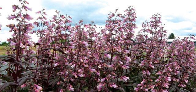 红花吊钟柳植物怎么养护？红花吊钟柳的养护技巧有哪些？