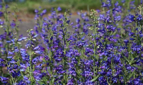 红花吊钟柳植物怎么养护？红花吊钟柳的养护技巧有哪些？