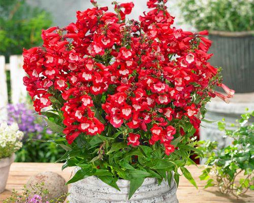 红花吊钟柳植物怎么养护？红花吊钟柳的养护技巧有哪些？
