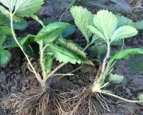 怎么样让植物变向？有哪些方法可以让植物改变生长方向？