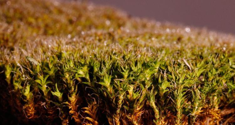 怎么样让植物变向？有哪些方法可以让植物改变生长方向？