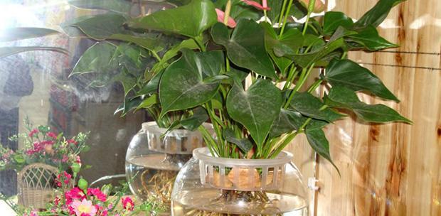 怎么样让植物变向？有哪些方法可以让植物改变生长方向？
