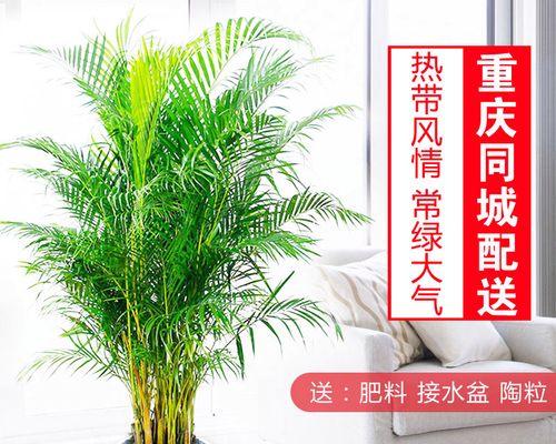 同城花卉推荐中哪些适合室内？