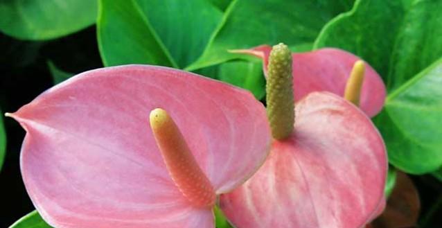 花卉中的“掌”是什么意思？有哪些花卉属于这一类？