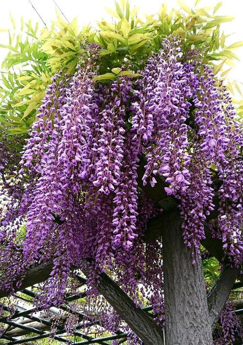 花卉中的“掌”是什么意思？有哪些花卉属于这一类？