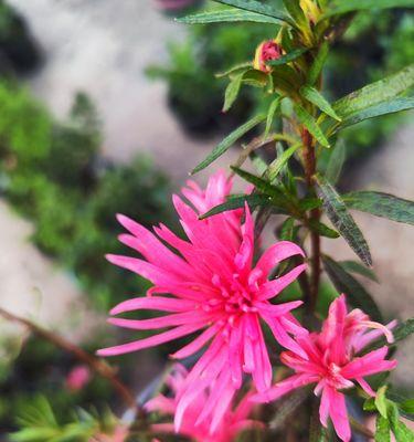 花卉中的“掌”是什么意思？有哪些花卉属于这一类？