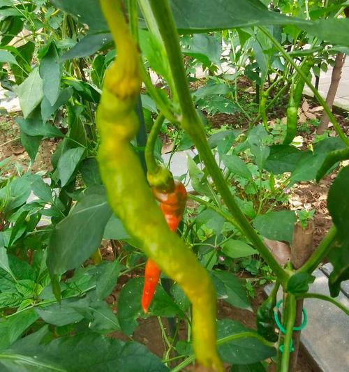油槐初中校园内种植了哪些植物？它们有什么特点？