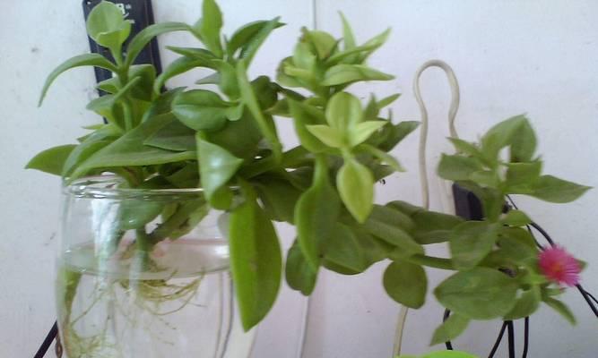耐热耐寒植物有哪些？这些植物适合在极端气候下种植吗？