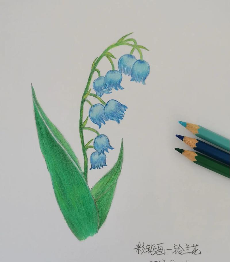素描植物铃兰怎么画？铃兰素描的绘画技巧有哪些？