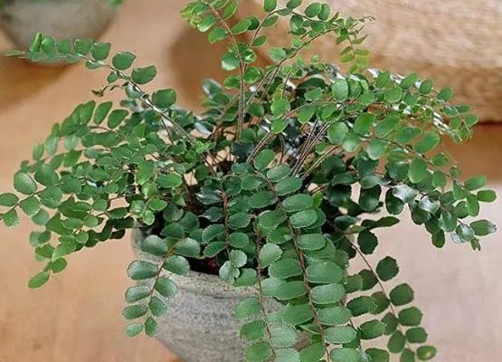 无锡地区常见的蕨类植物有哪些？它们的生长环境是什么？