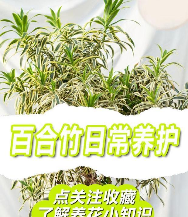 盆栽小型百合的养护和管理方法有哪些？