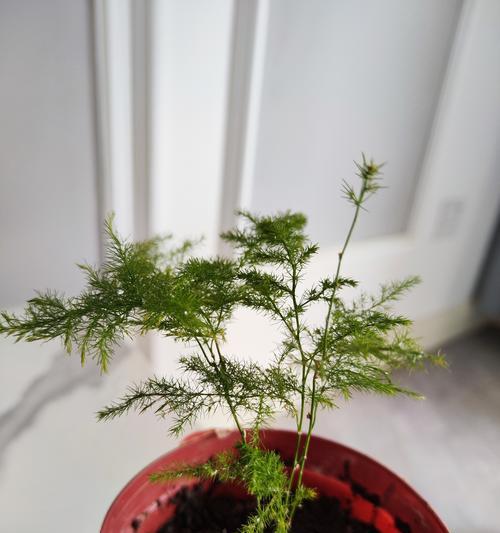给植物打灯打多久合适？光照时间对植物生长有何影响？
