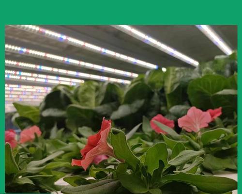给植物打灯打多久合适？光照时间对植物生长有何影响？