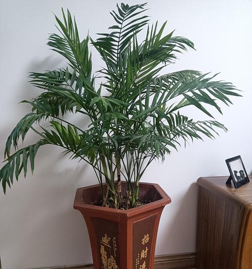家门口种植哪些植物能带来好运？