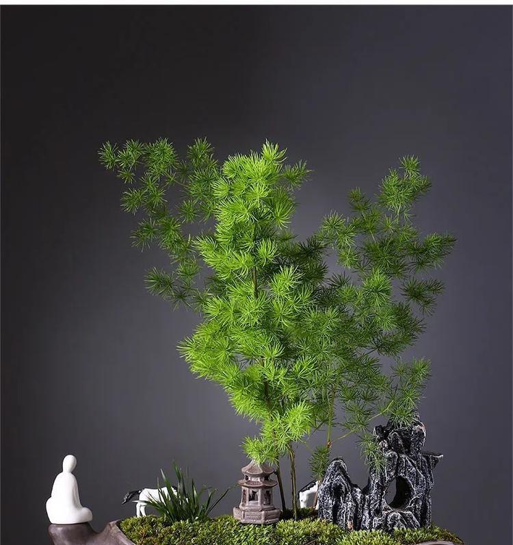 家门口种植哪些植物能带来好运？