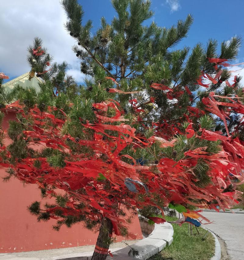 海拉尔常见花卉有哪些地方？如何选择适合的花卉品种？