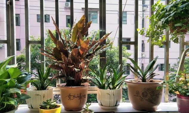 阳台方位摆放什么植物？不同方位适合摆放哪些植物？