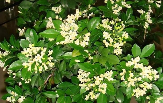 哪些花卉的花期覆盖4月到6月？
