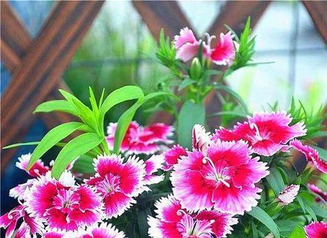 哪些花卉的花期覆盖4月到6月？