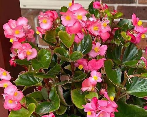 哪些花卉的花期覆盖4月到6月？