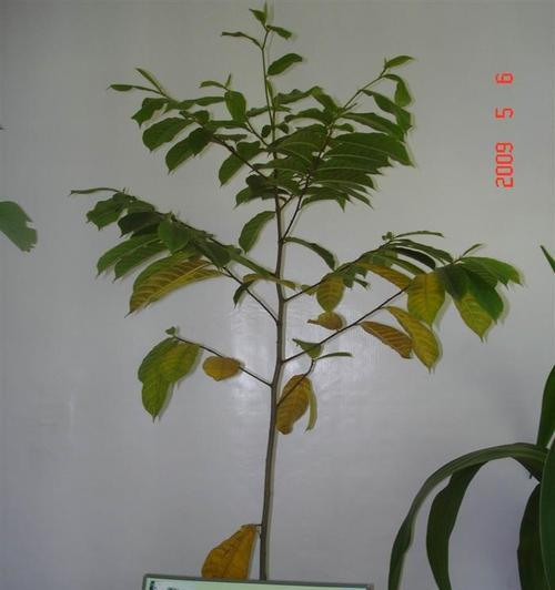 如何避免触碰到有毒植物？遇到后应如何处理？