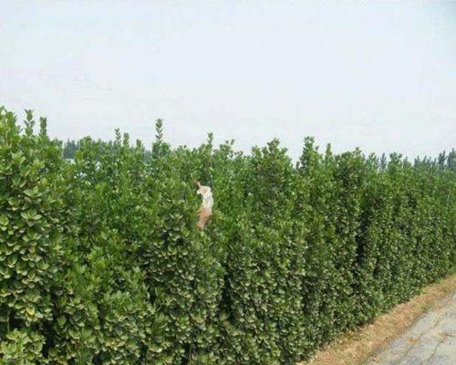 花园植物围墙怎么打理？有哪些维护和打理技巧？