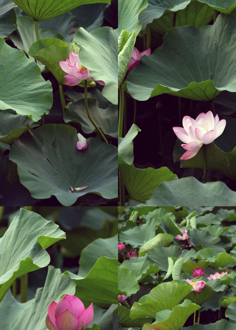 5月份植物园有哪些花卉盛开？如何观赏？