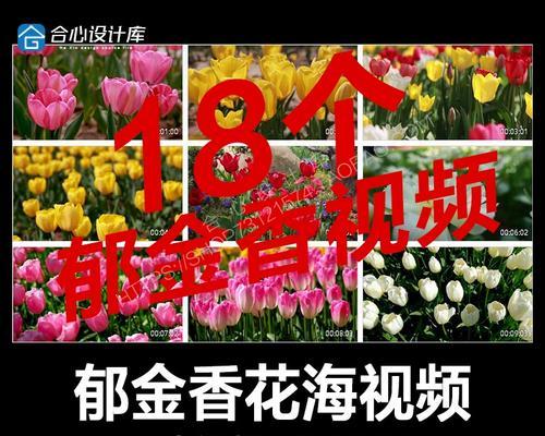 5月份植物园有哪些花卉盛开？如何观赏？