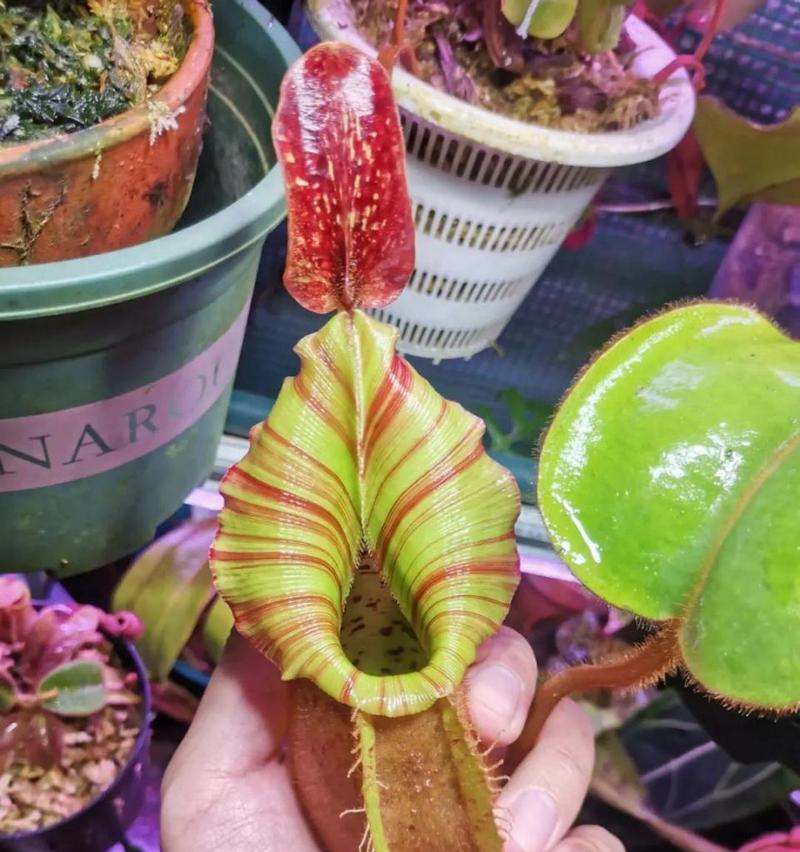 字花植包括哪些植物种类？这些植物有什么特点？