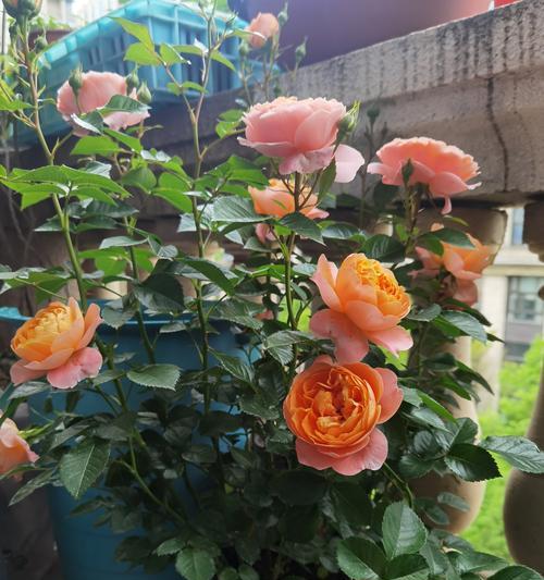 字花植包括哪些植物种类？这些植物有什么特点？