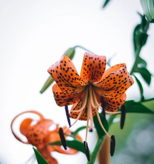 字花植包括哪些植物种类？这些植物有什么特点？