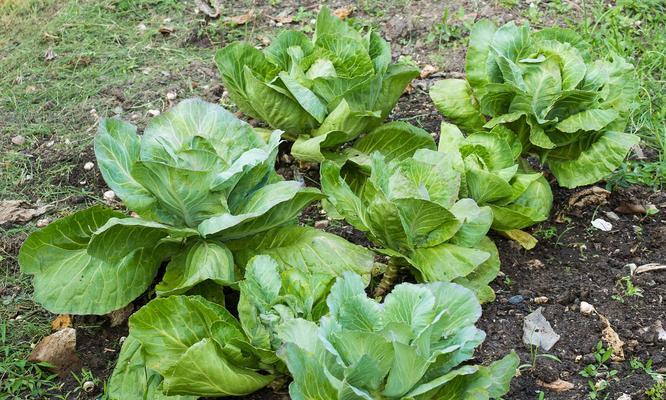 哪些球类植物具有不落叶特性？它们的养护要点是什么？