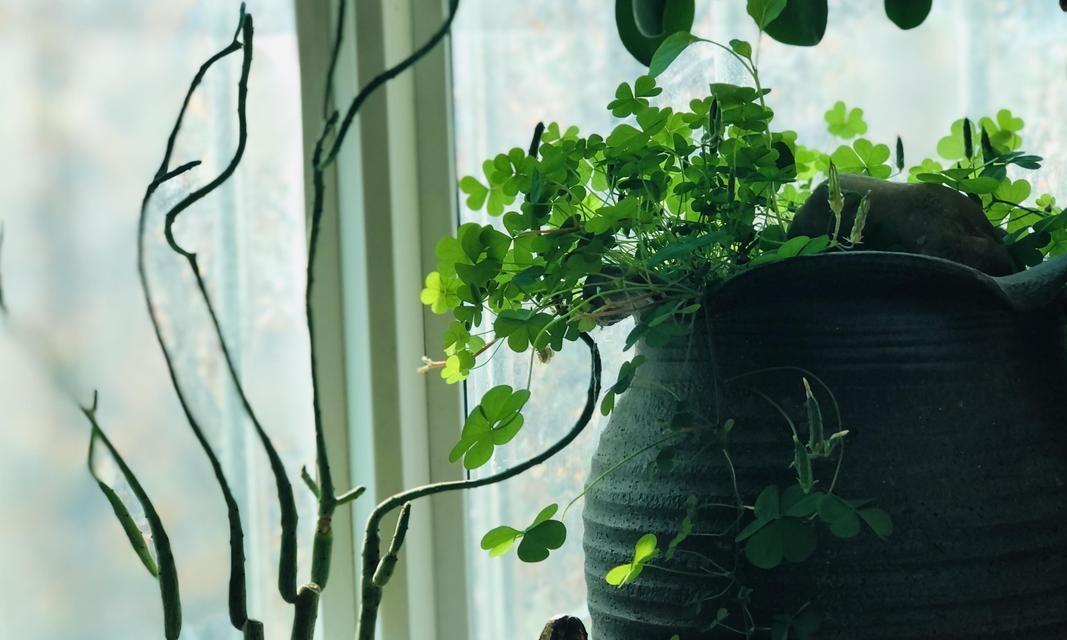 哪些球类植物具有不落叶特性？它们的养护要点是什么？