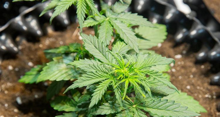 哪些球类植物具有不落叶特性？它们的养护要点是什么？