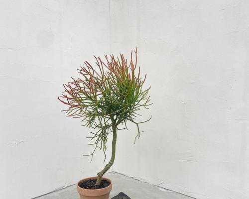 乌木喉是什么植物？它在植物界中有哪些独特之处？