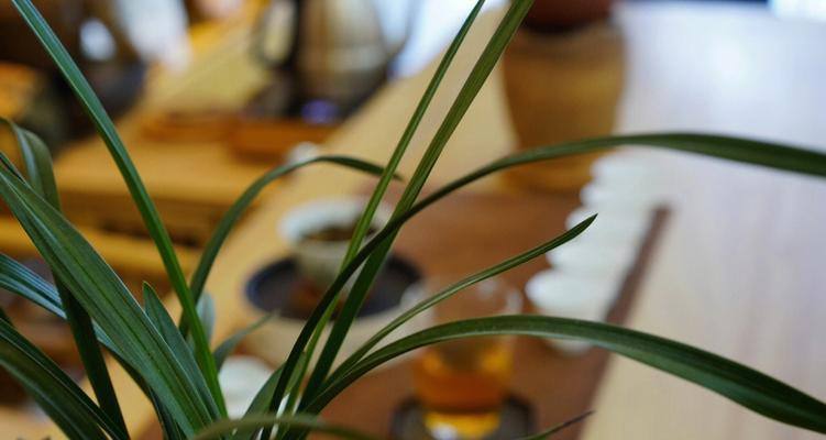 茶植物摆饰品有哪些种类？如何选择合适的茶植物摆饰品？