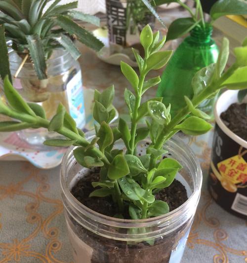 神马植物盆栽的养护技巧是什么？常见问题如何解决？