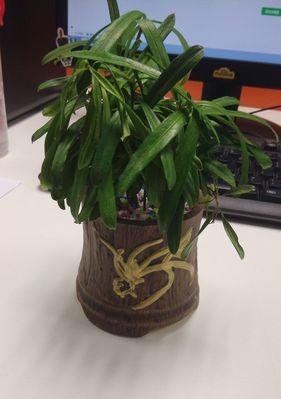 神马植物盆栽的养护技巧是什么？常见问题如何解决？
