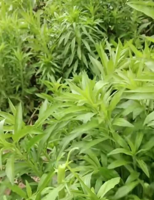 哪些植物不会产生油？它们的特点是什么？