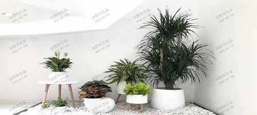 老鹰哥花卉组合具体叫什么名字？老鹰哥花卉组合的特色是什么？