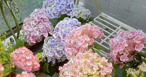 老枝开花的花卉有哪些？怎么养护？