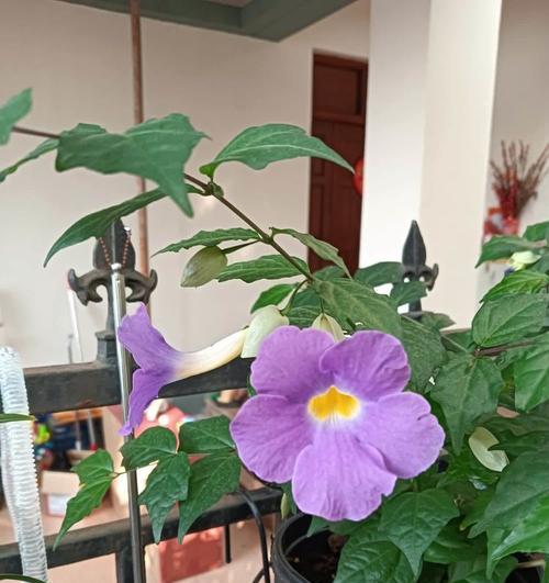 老枝开花的花卉有哪些？怎么养护？