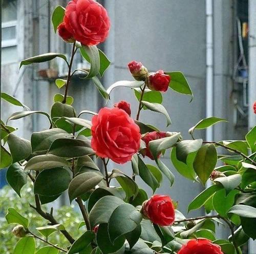 老枝开花的花卉有哪些？怎么养护？