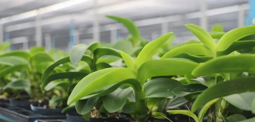 遮光实验对植物生长的影响是什么？